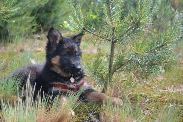 deutscher schaferhund kyrah.jpg